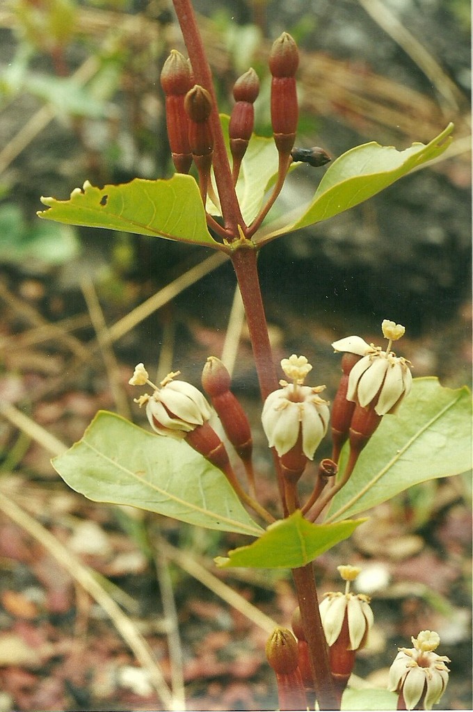 Fadogia fuchsioides Fadogia fuchsioides