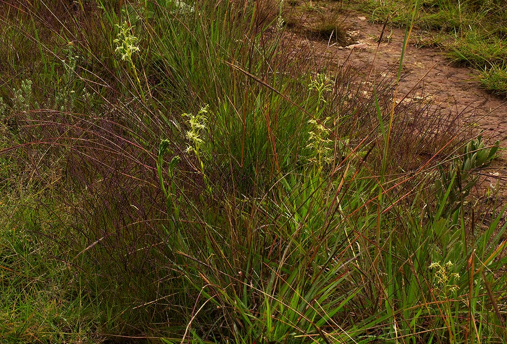 Habenaria petraea Habenaria petraea