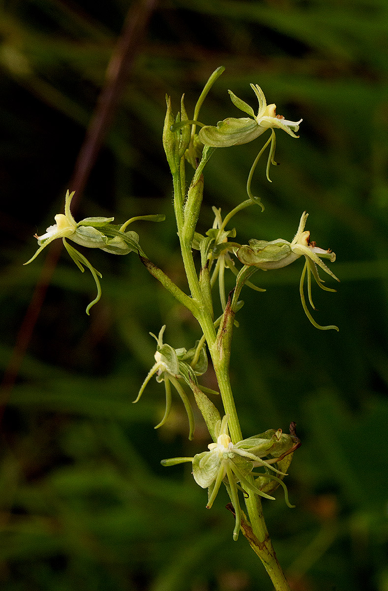 Habenaria petraea Habenaria petraea