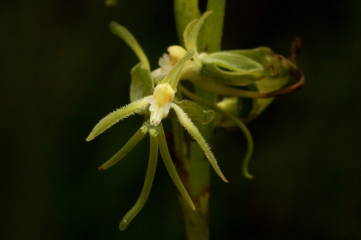 Habenaria petraea Habenaria petraea