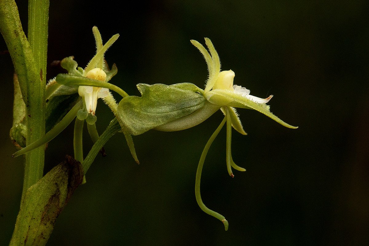 Habenaria petraea Habenaria petraea