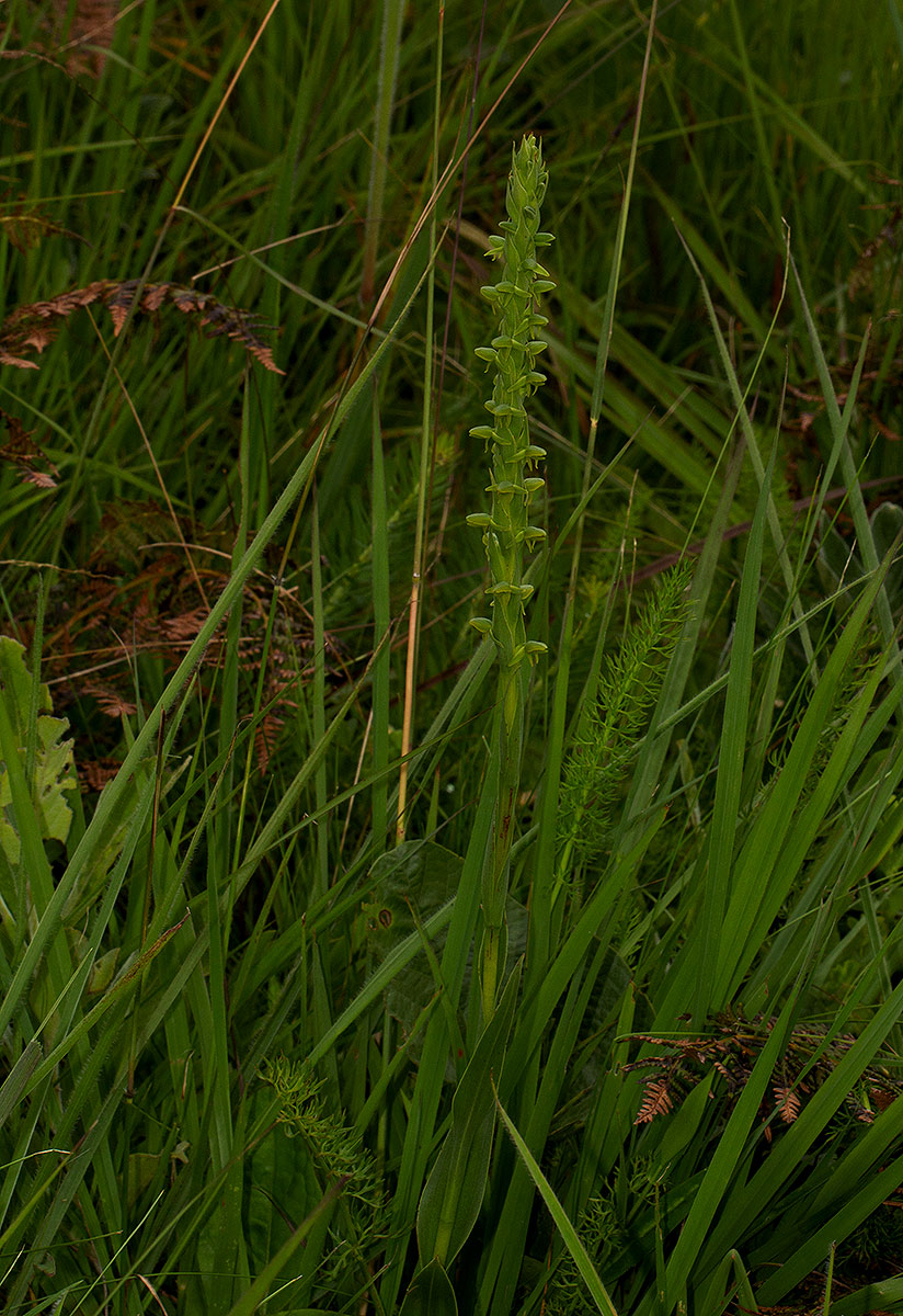 Habenaria xanthochlora Habenaria xanthochlora