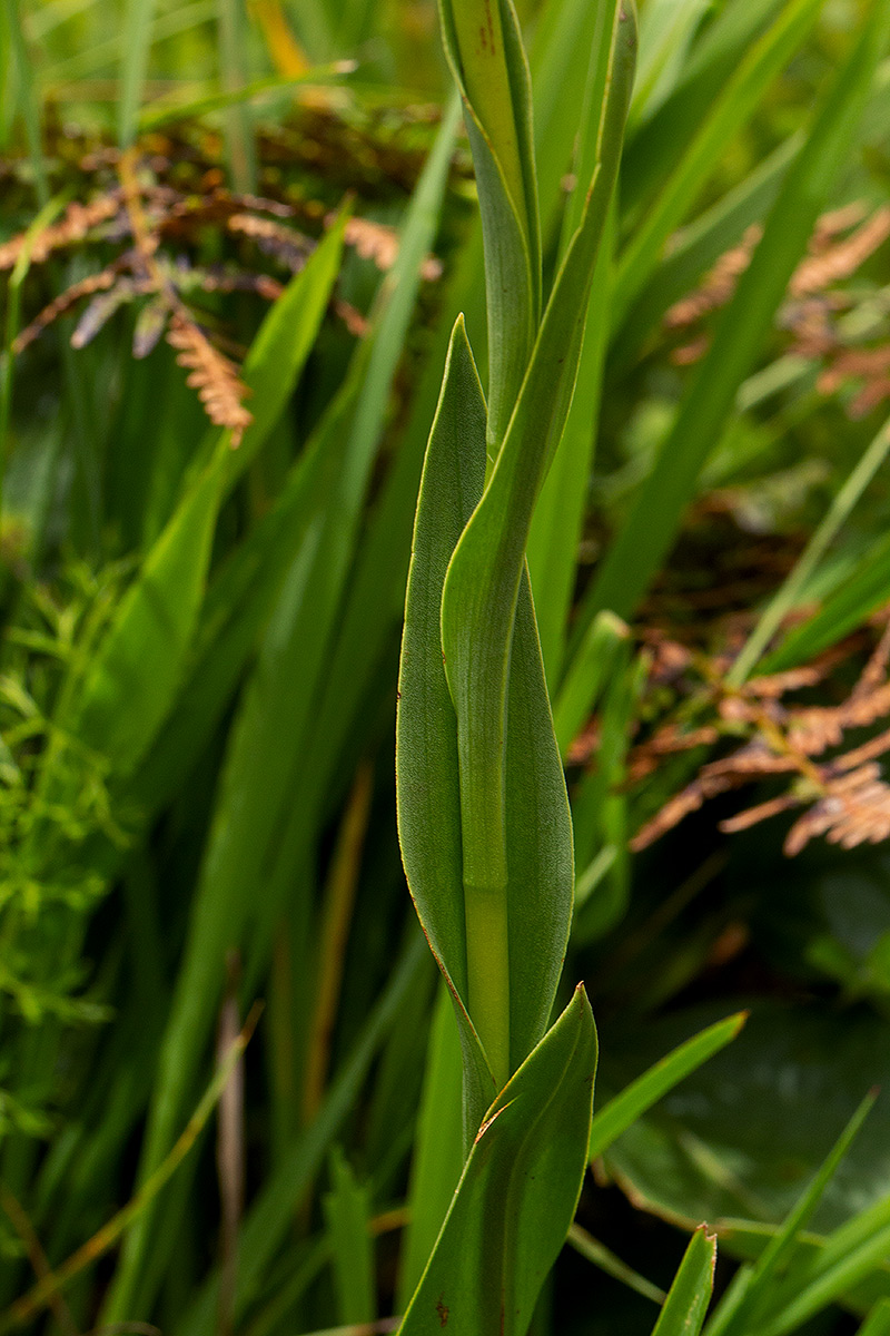 Habenaria xanthochlora Habenaria xanthochlora