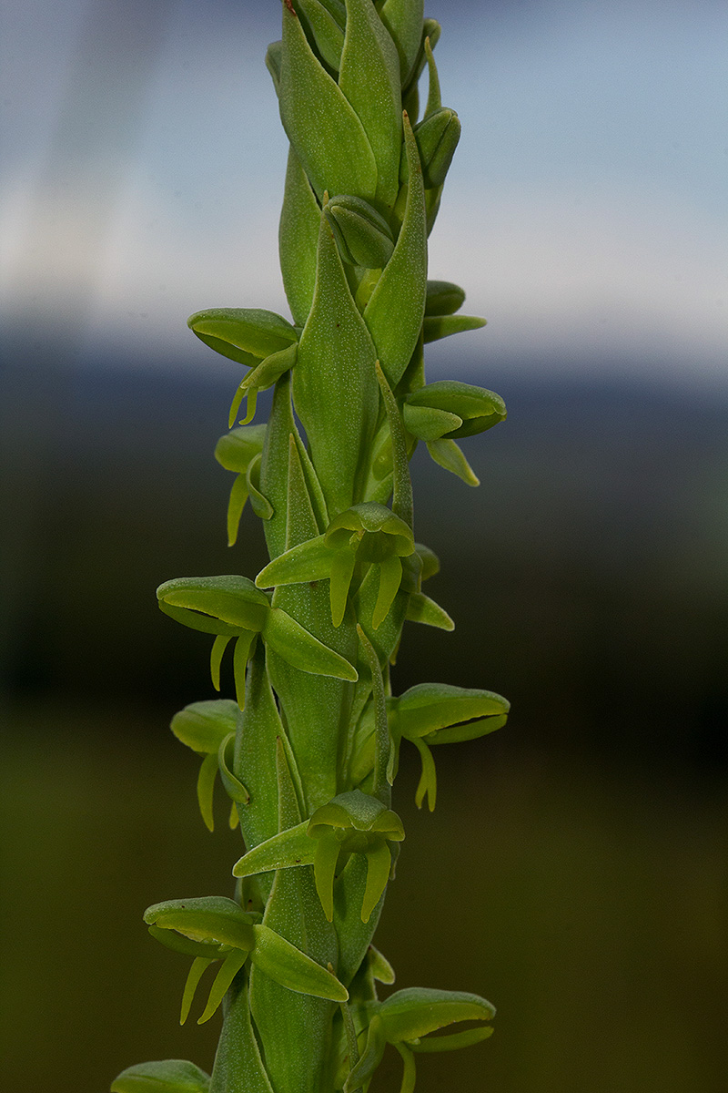 Habenaria xanthochlora Habenaria xanthochlora