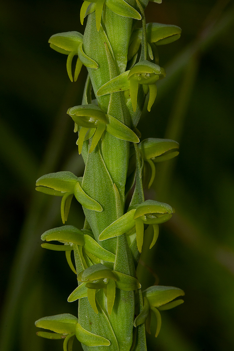 Habenaria xanthochlora Habenaria xanthochlora