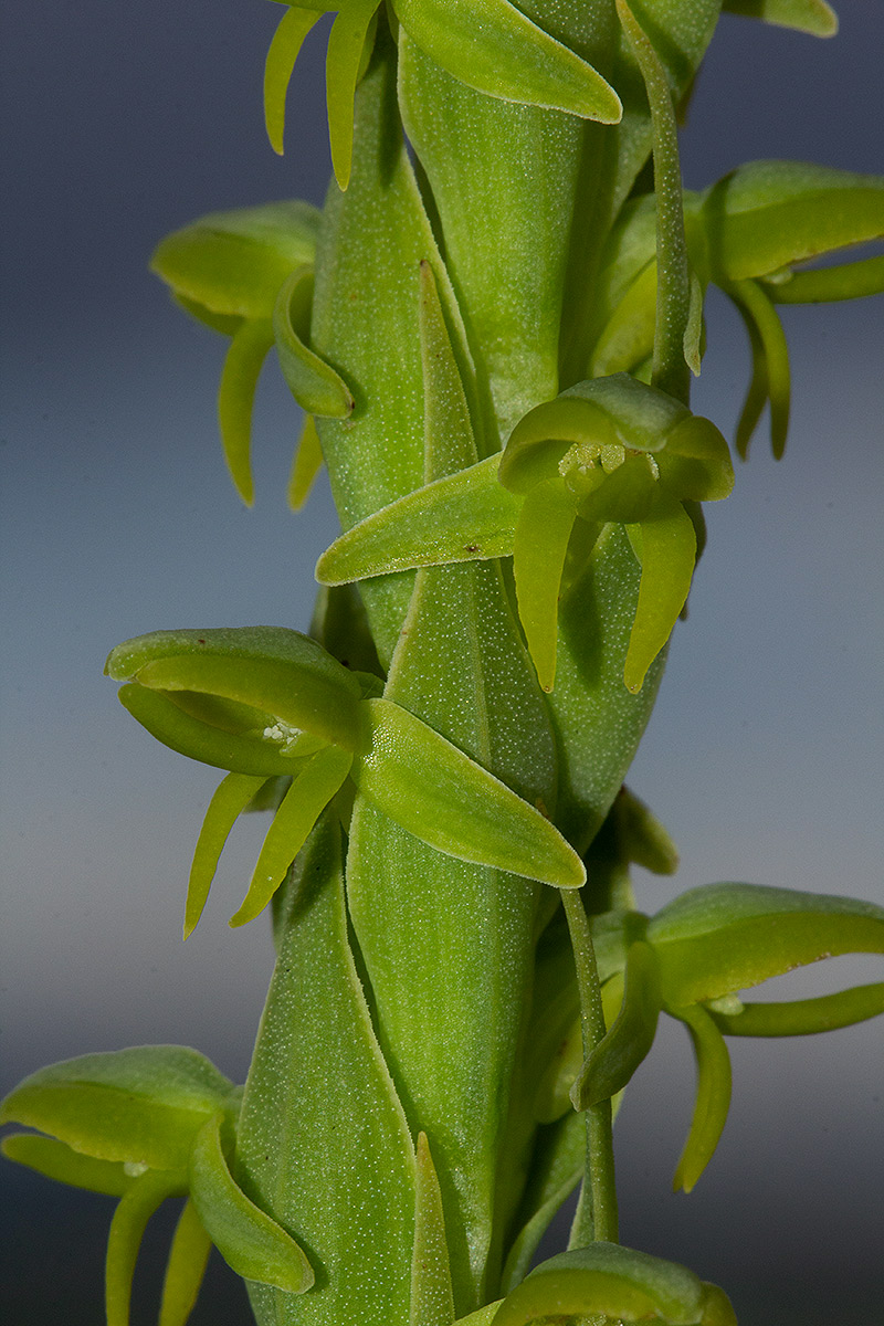 Habenaria xanthochlora Habenaria xanthochlora