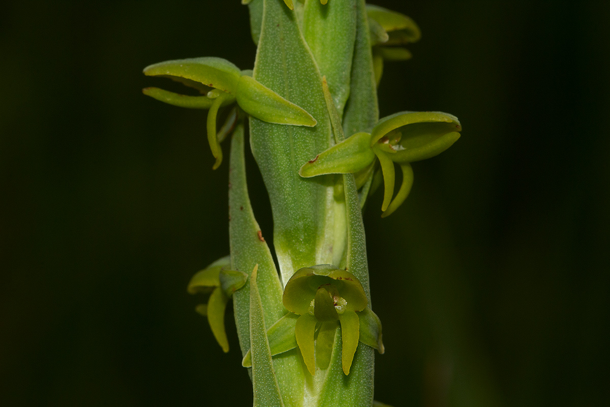 Habenaria xanthochlora Habenaria xanthochlora