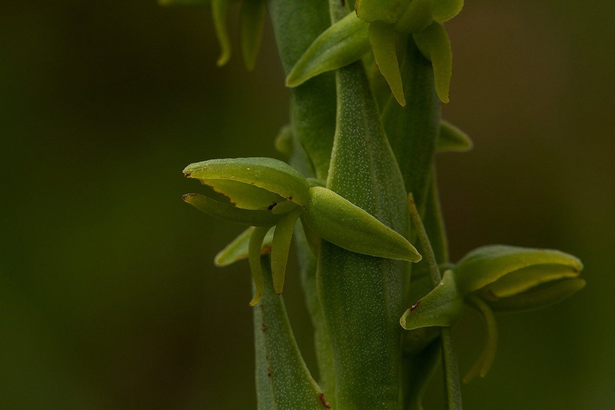Habenaria xanthochlora Habenaria xanthochlora