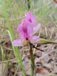 Disa engleriana