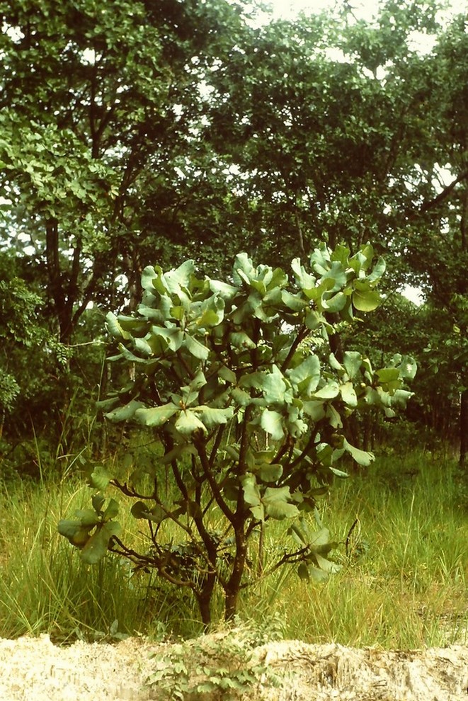 Uapaca pilosa var. pilosa Uapaca pilosa var. pilosa