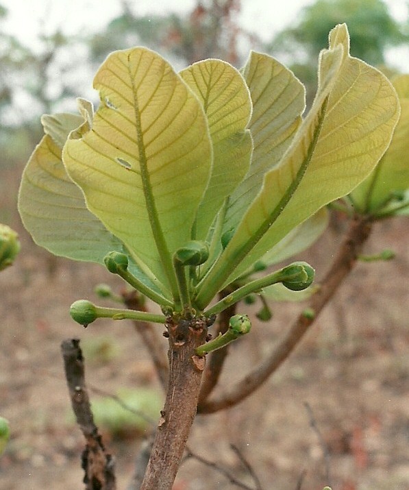 Uapaca pilosa var. pilosa Uapaca pilosa var. pilosa