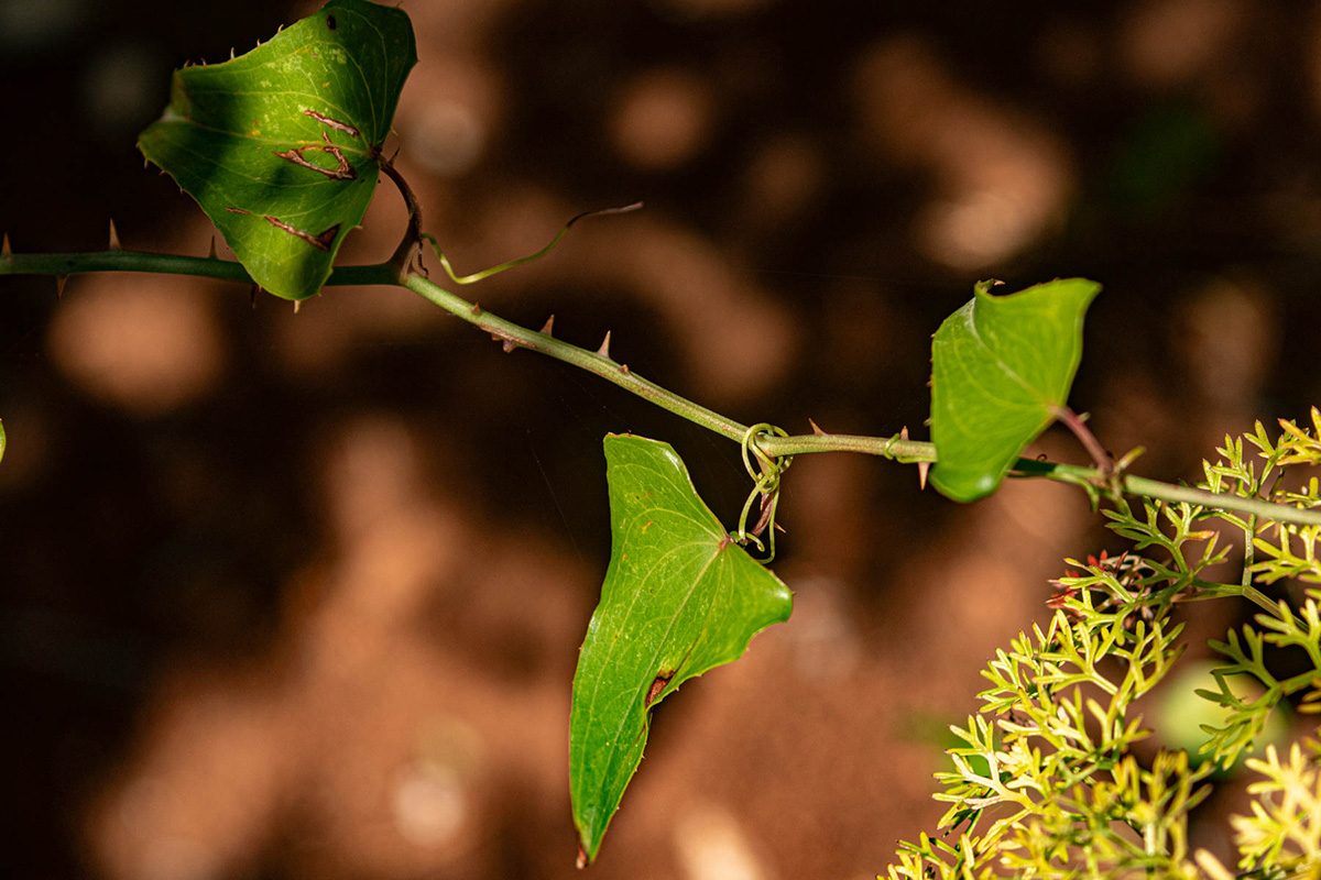 Smilax aspera Smilax aspera