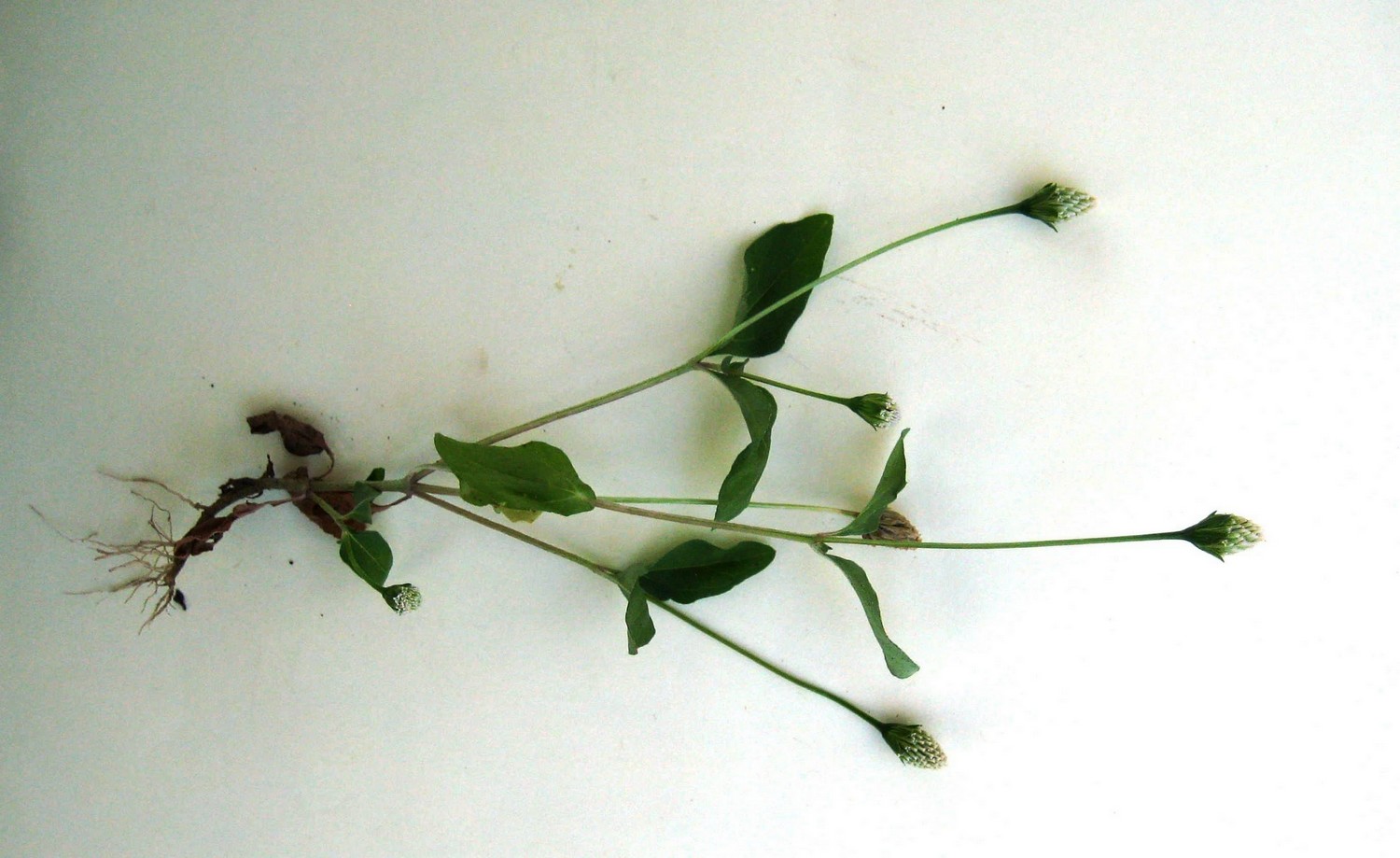 Acmella radicans var. radicans Acmella radicans var. radicans