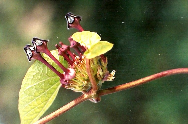 Ceropegia papillata Ceropegia papillata