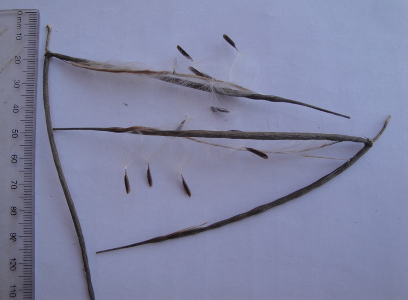 Ceropegia papillata Ceropegia papillata