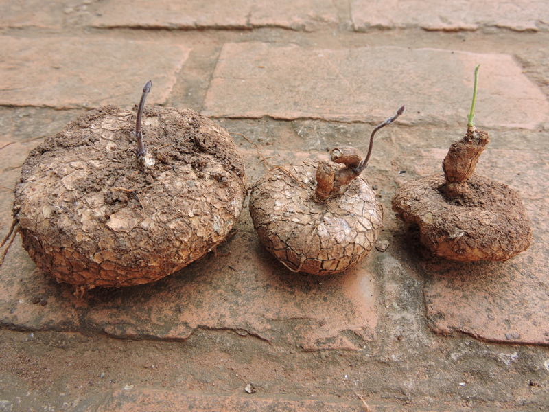 Ceropegia papillata Ceropegia papillata