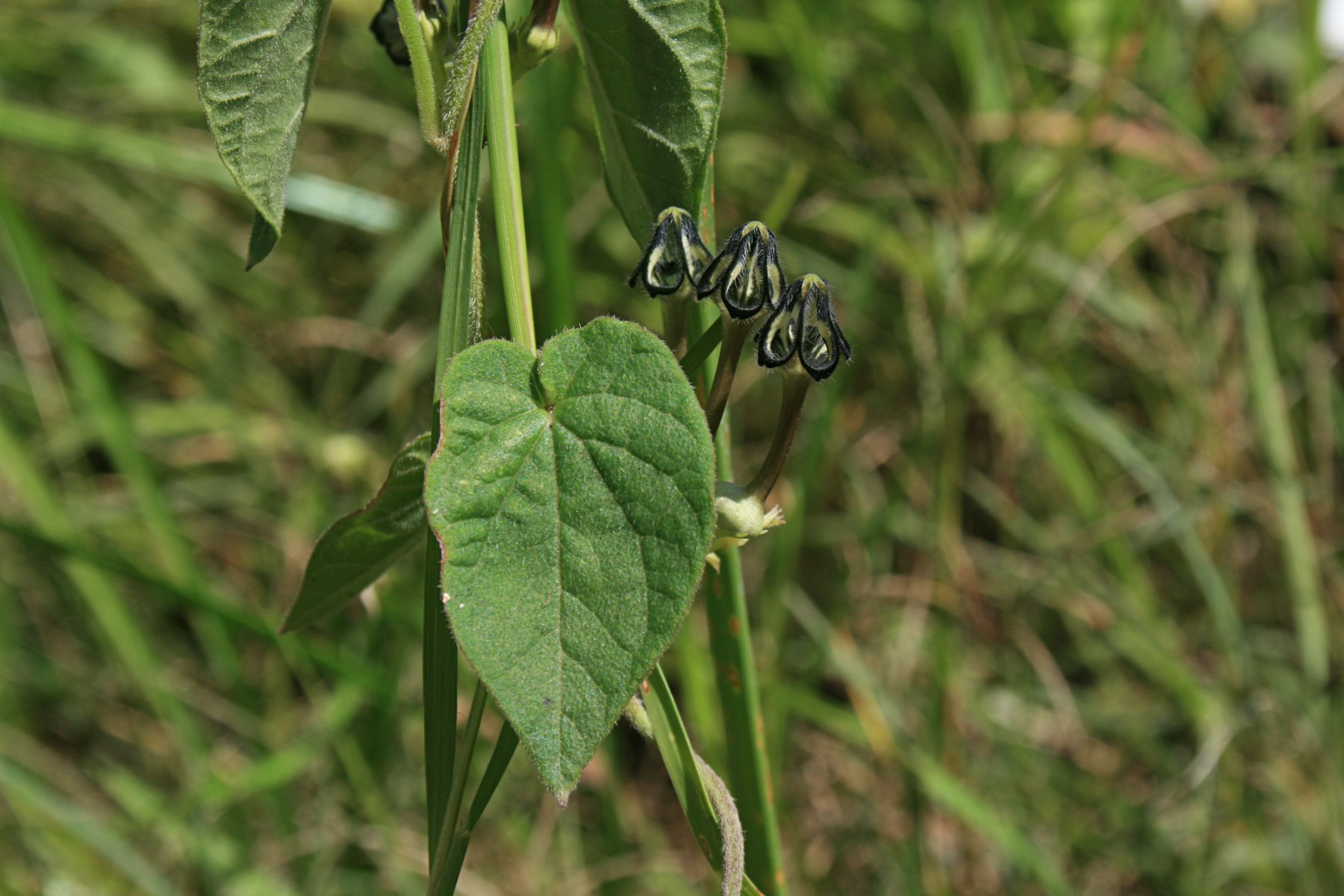 Ceropegia papillata Ceropegia papillata
