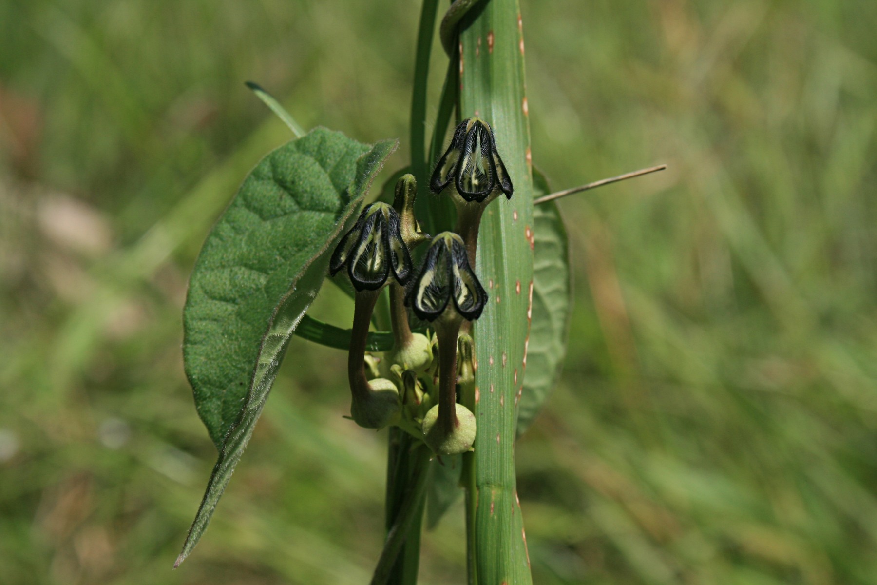 Ceropegia papillata Ceropegia papillata