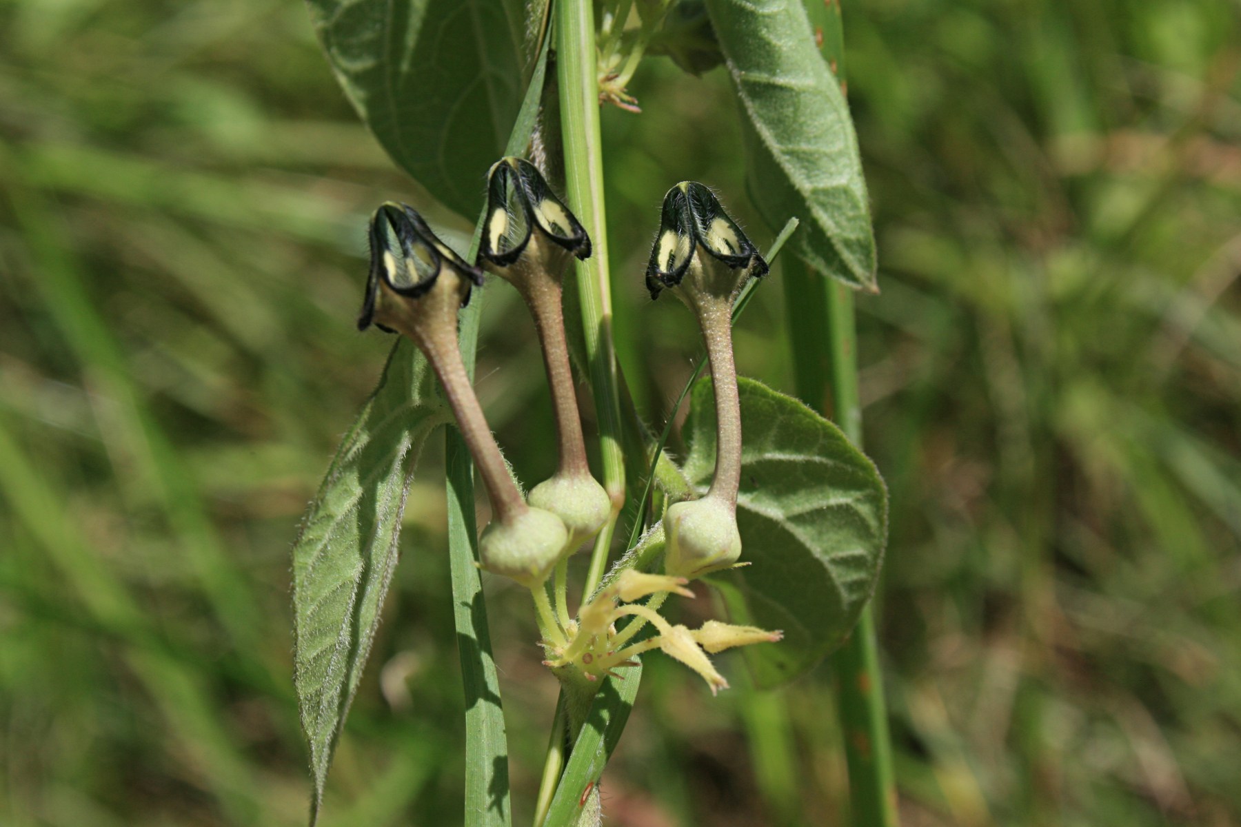 Ceropegia papillata Ceropegia papillata