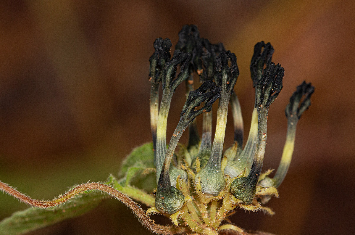 Ceropegia papillata Ceropegia papillata