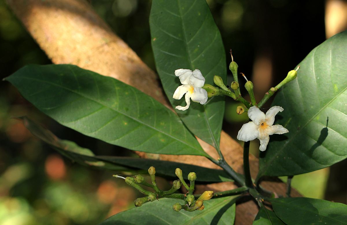 Tabernaemontana pachysiphon Tabernaemontana pachysiphon
