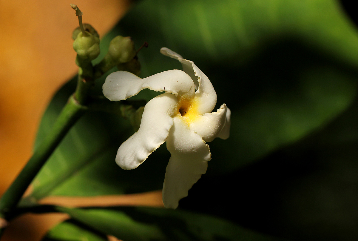 Tabernaemontana pachysiphon Tabernaemontana pachysiphon