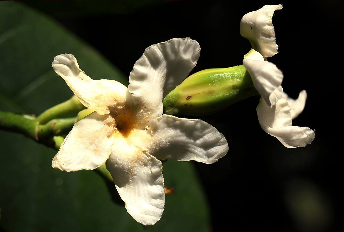 Tabernaemontana pachysiphon Tabernaemontana pachysiphon