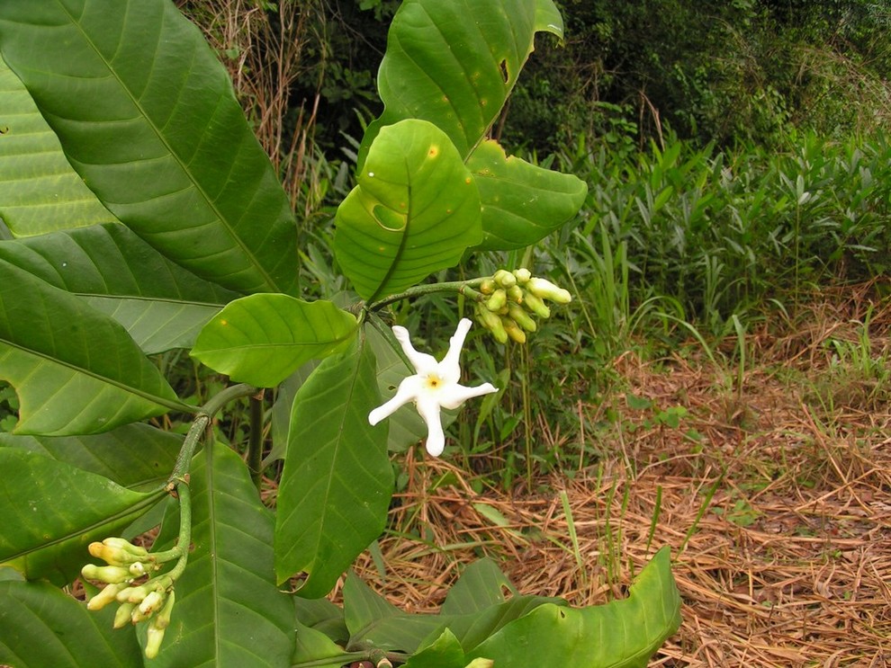 Tabernaemontana pachysiphon Tabernaemontana pachysiphon