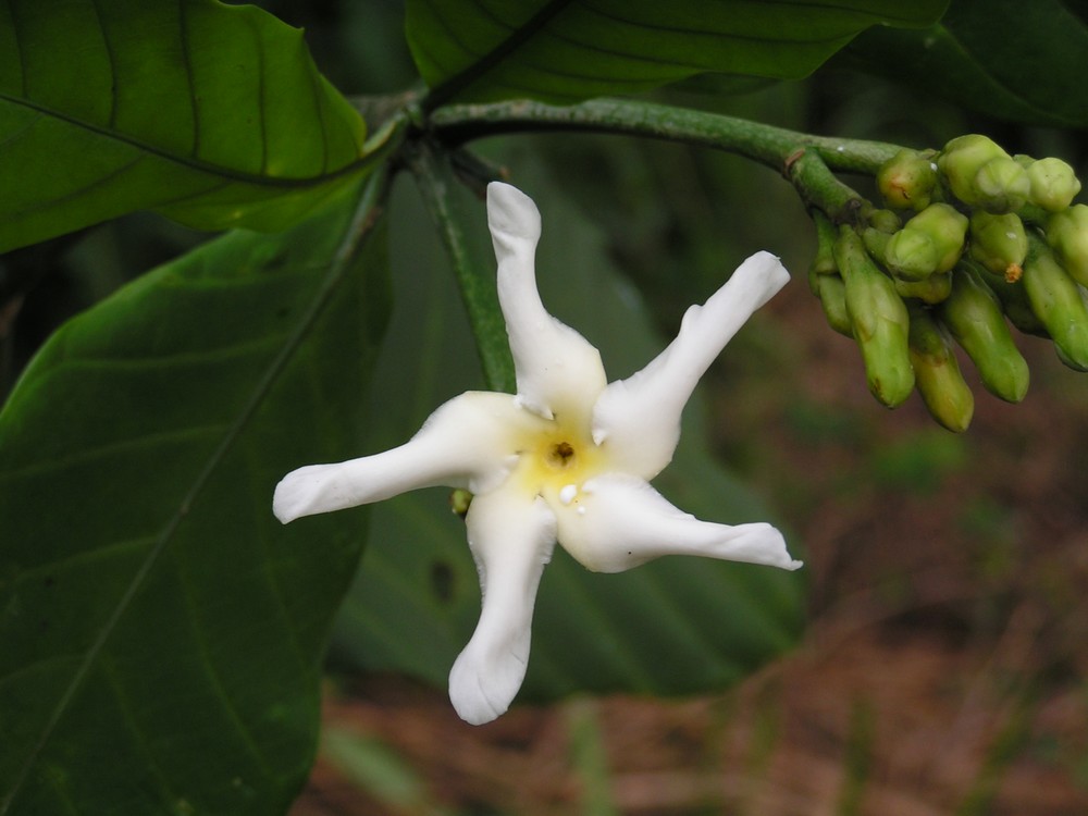 Tabernaemontana pachysiphon Tabernaemontana pachysiphon