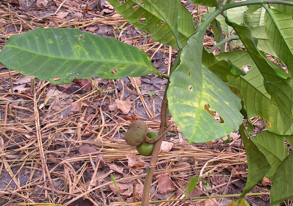 Tabernaemontana pachysiphon Tabernaemontana pachysiphon