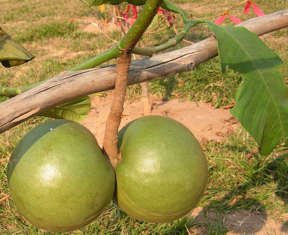 Tabernaemontana pachysiphon Tabernaemontana pachysiphon