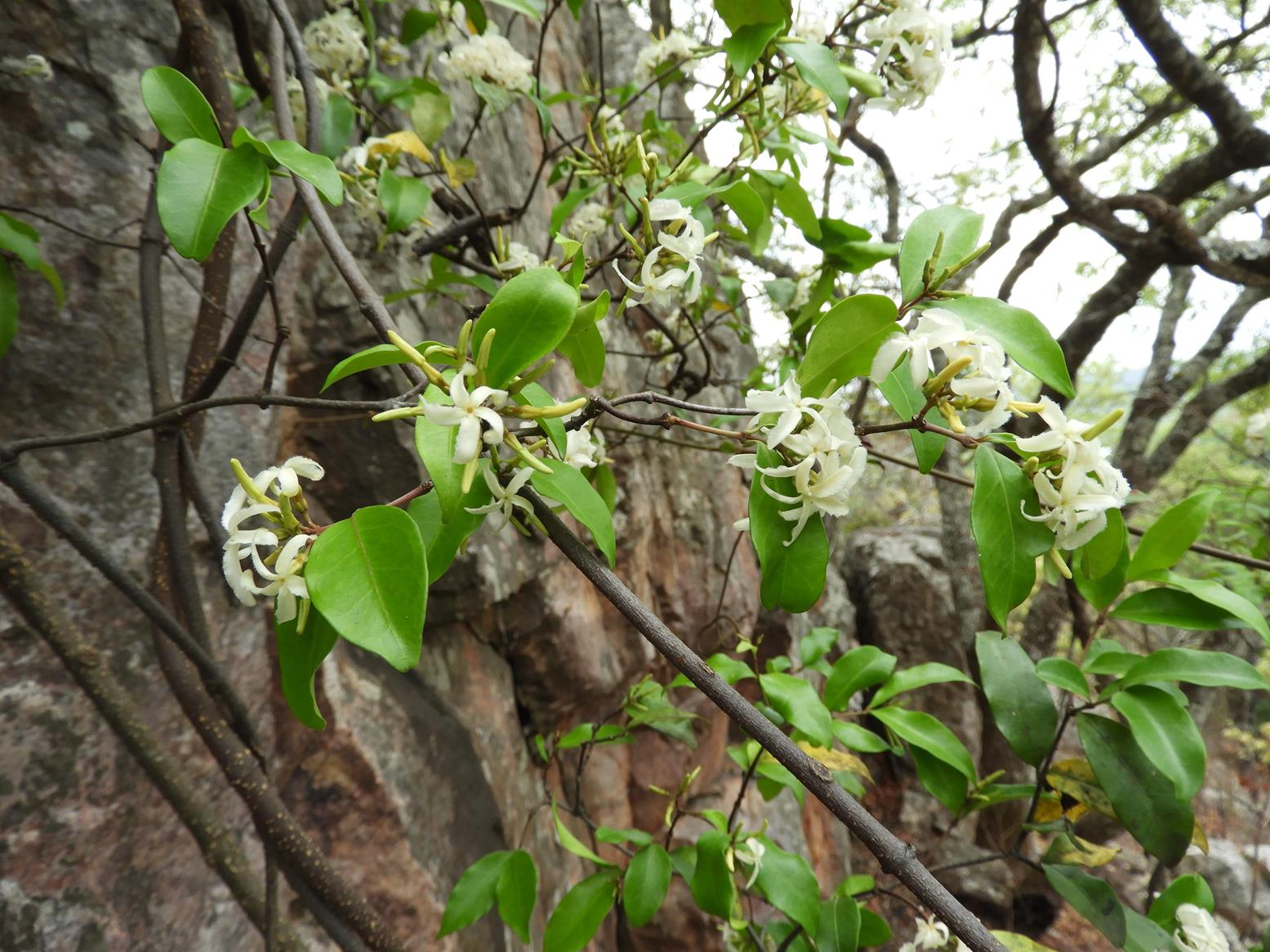 Ancylobothrys amoena Ancylobothrys amoena
