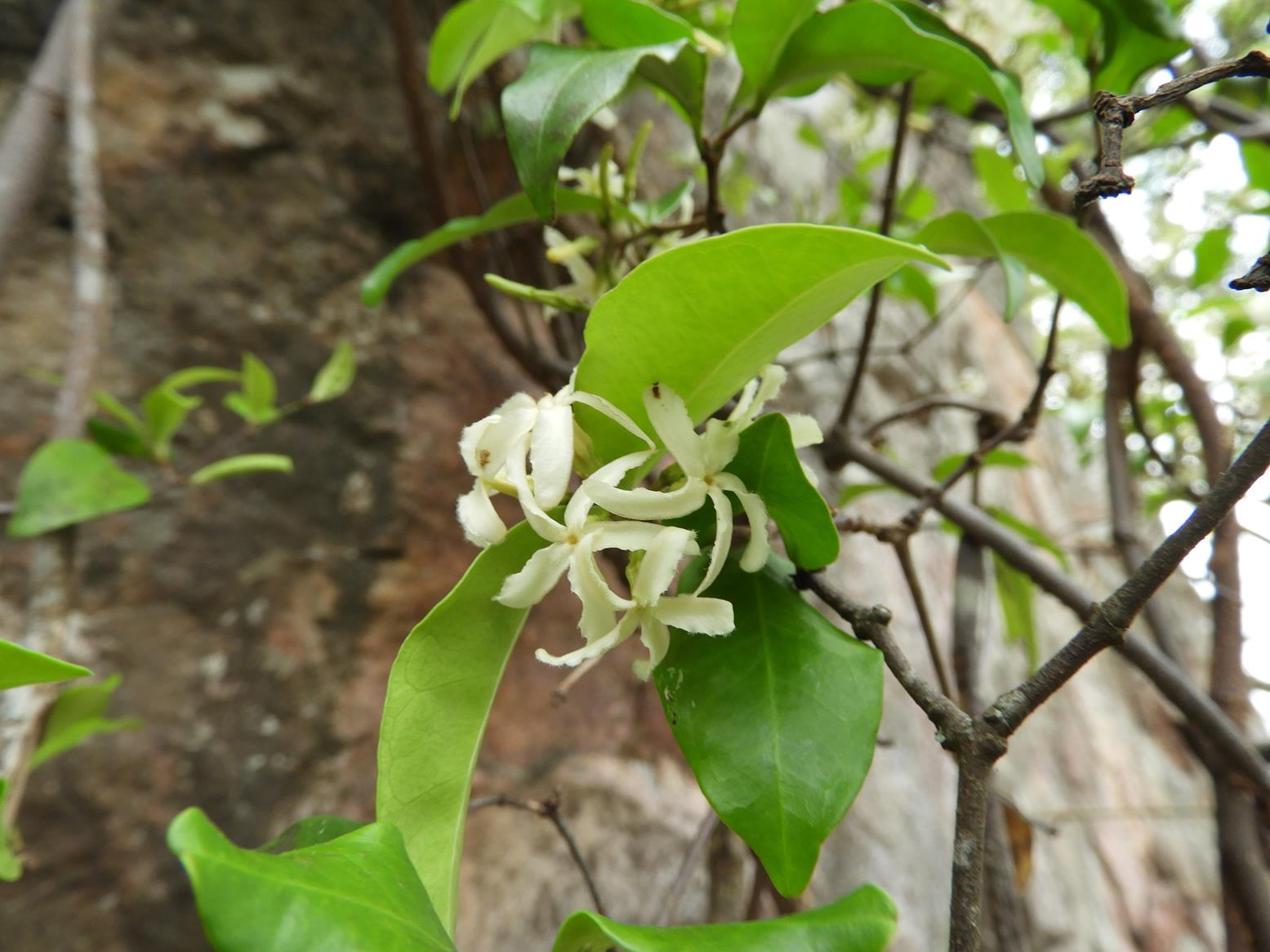 Ancylobothrys amoena Ancylobothrys amoena