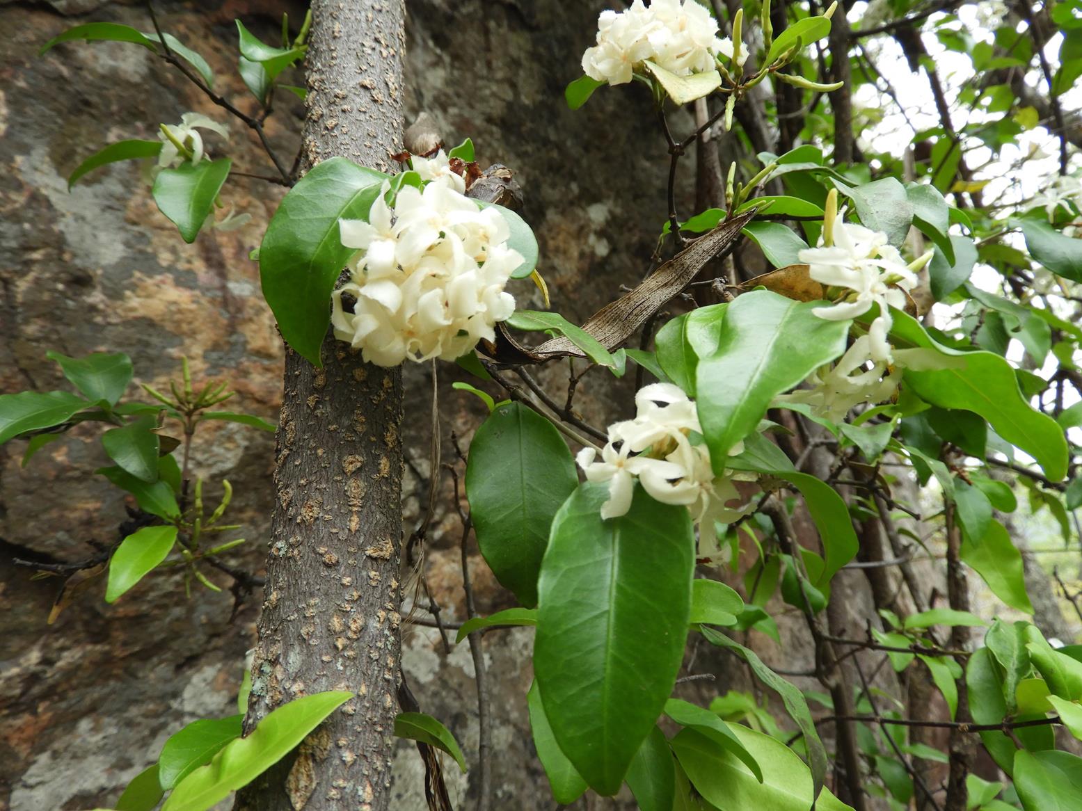 Ancylobothrys amoena Ancylobothrys amoena