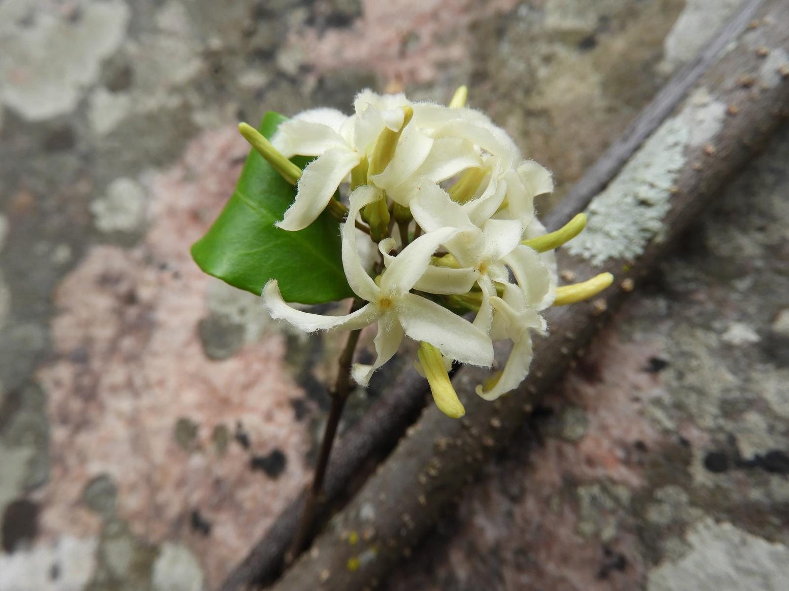 Ancylobothrys amoena Ancylobothrys amoena