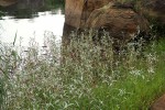 Persicaria senegalensis f. albotomentosa