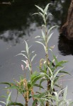 Persicaria senegalensis f. albotomentosa