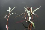 Persicaria senegalensis f. albotomentosa