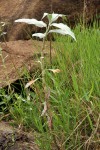 Persicaria senegalensis f. albotomentosa