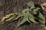 Persicaria senegalensis f. albotomentosa