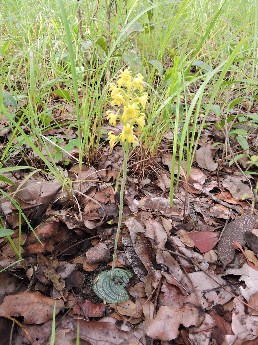 Habenaria villosa Habenaria villosa