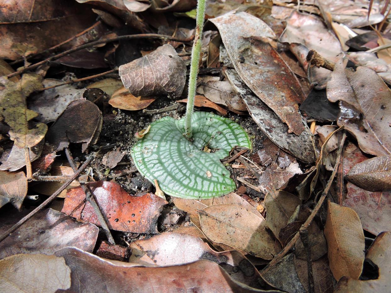 Habenaria villosa Habenaria villosa