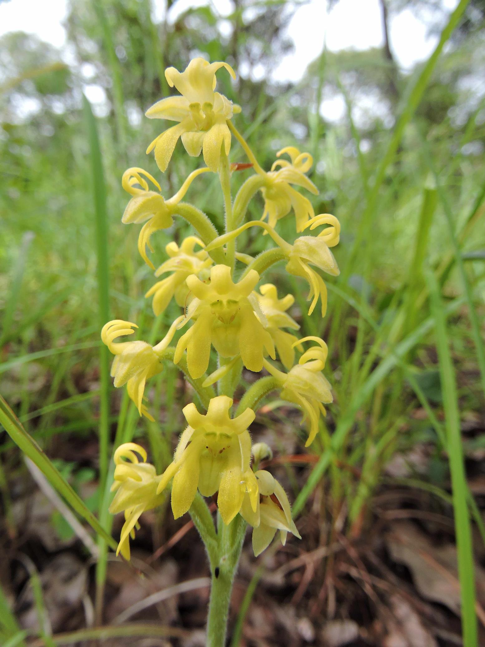 Habenaria villosa Habenaria villosa