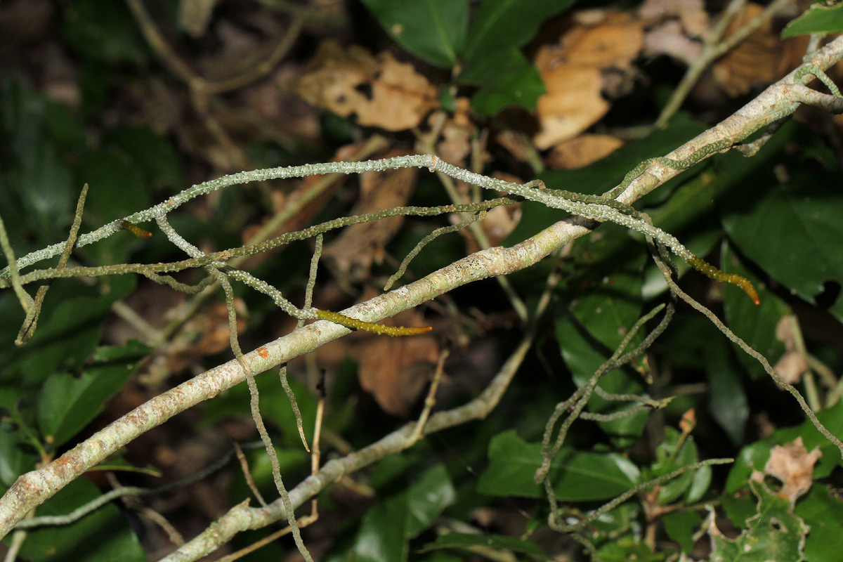 Microcoelia megalorrhiza Microcoelia megalorrhiza