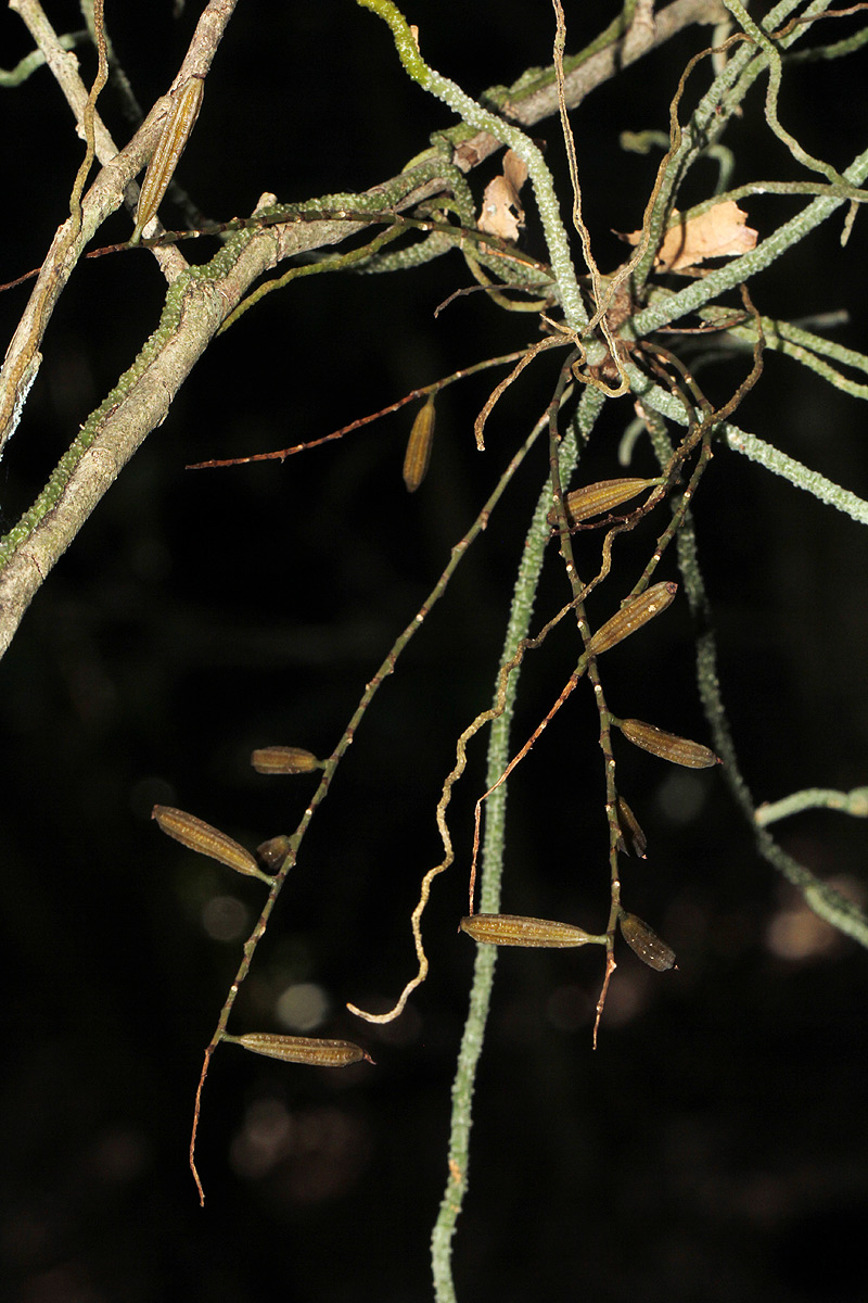 Microcoelia megalorrhiza Microcoelia megalorrhiza