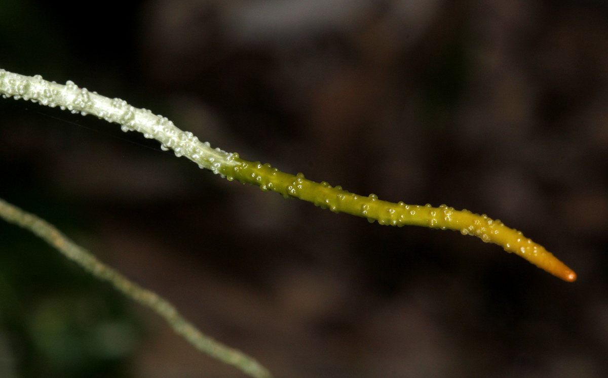 Microcoelia megalorrhiza Microcoelia megalorrhiza