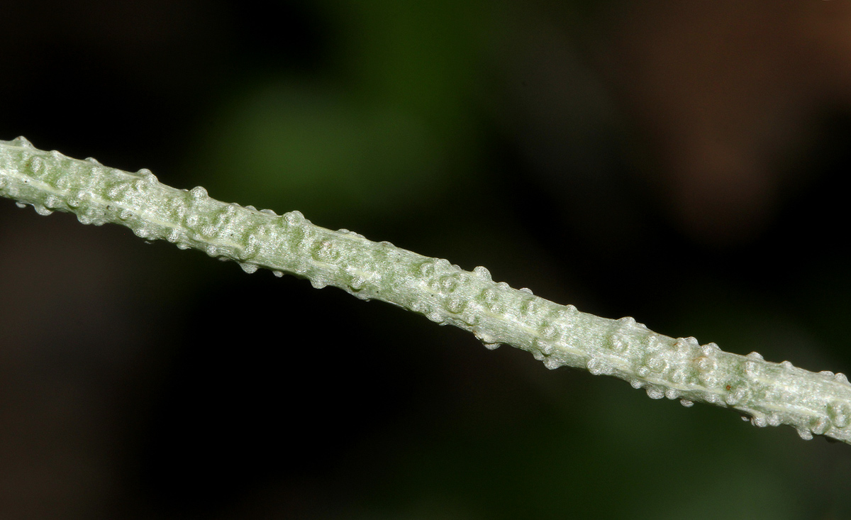 Microcoelia megalorrhiza Microcoelia megalorrhiza