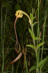 Ceropegia mirabilis