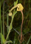 Ceropegia mirabilis