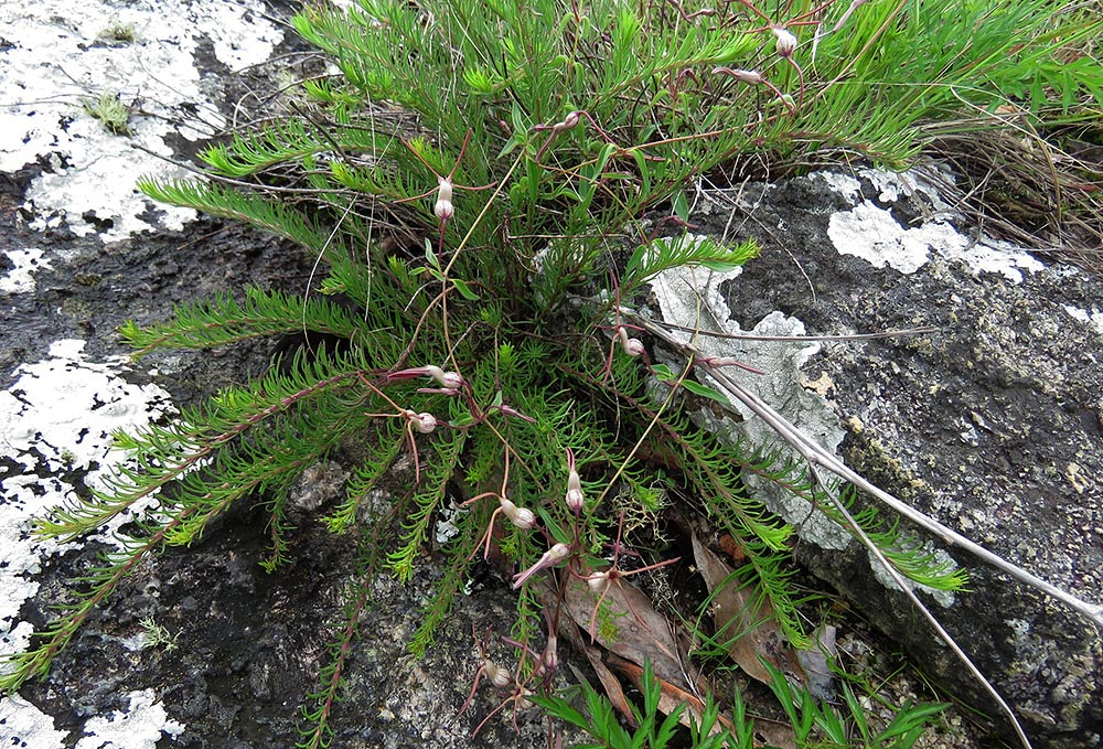 Ceropegia schliebenii Ceropegia schliebenii